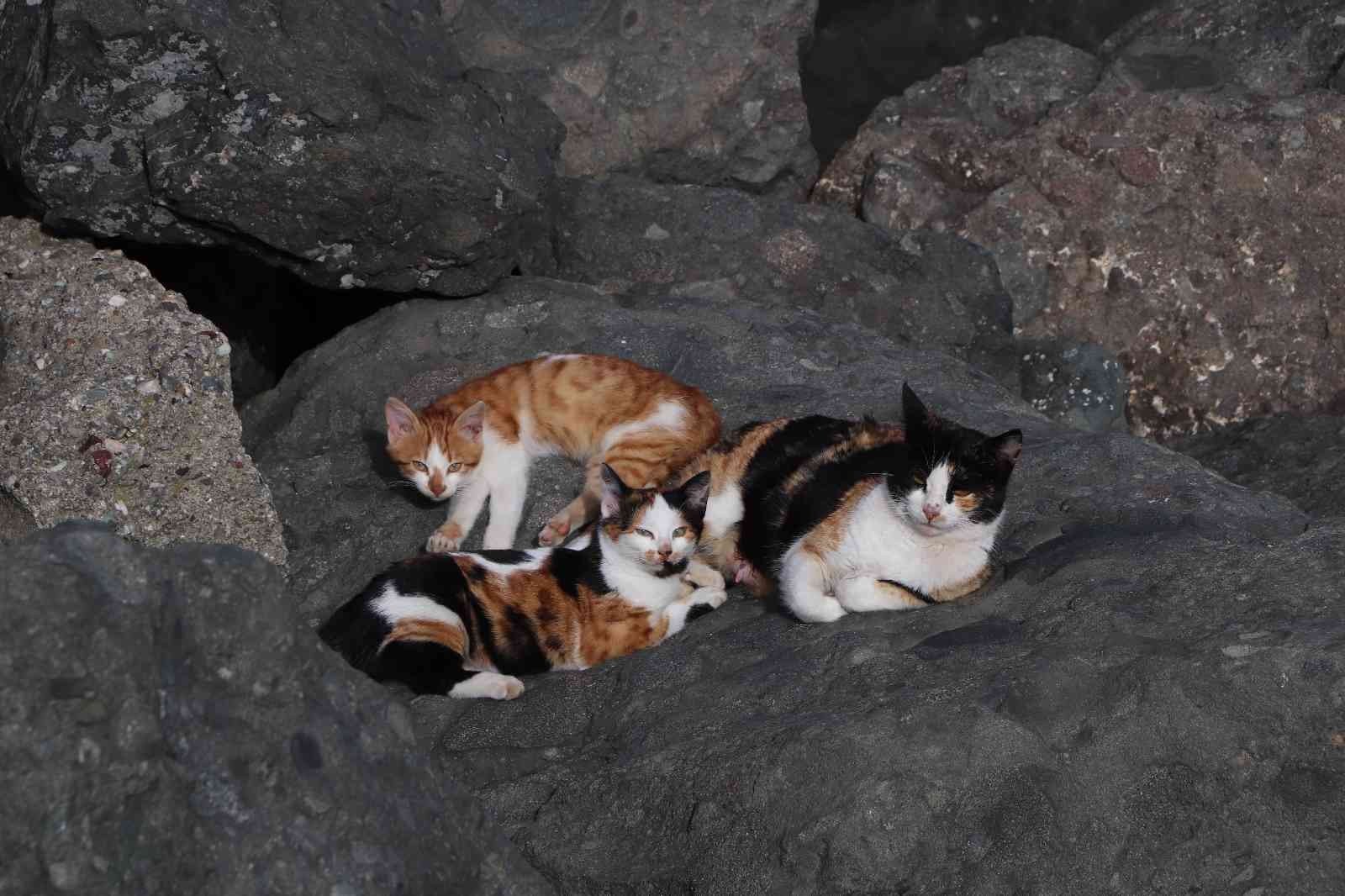Kayalıklar kedilerin barınağı haline geldi #samsun