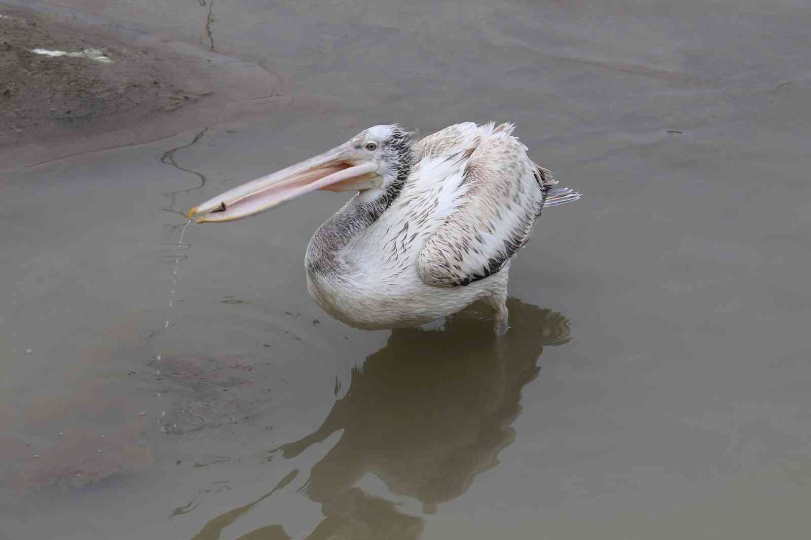 Nadir görülen tepeli pelikan, Alaplı Çayında görüntülendi