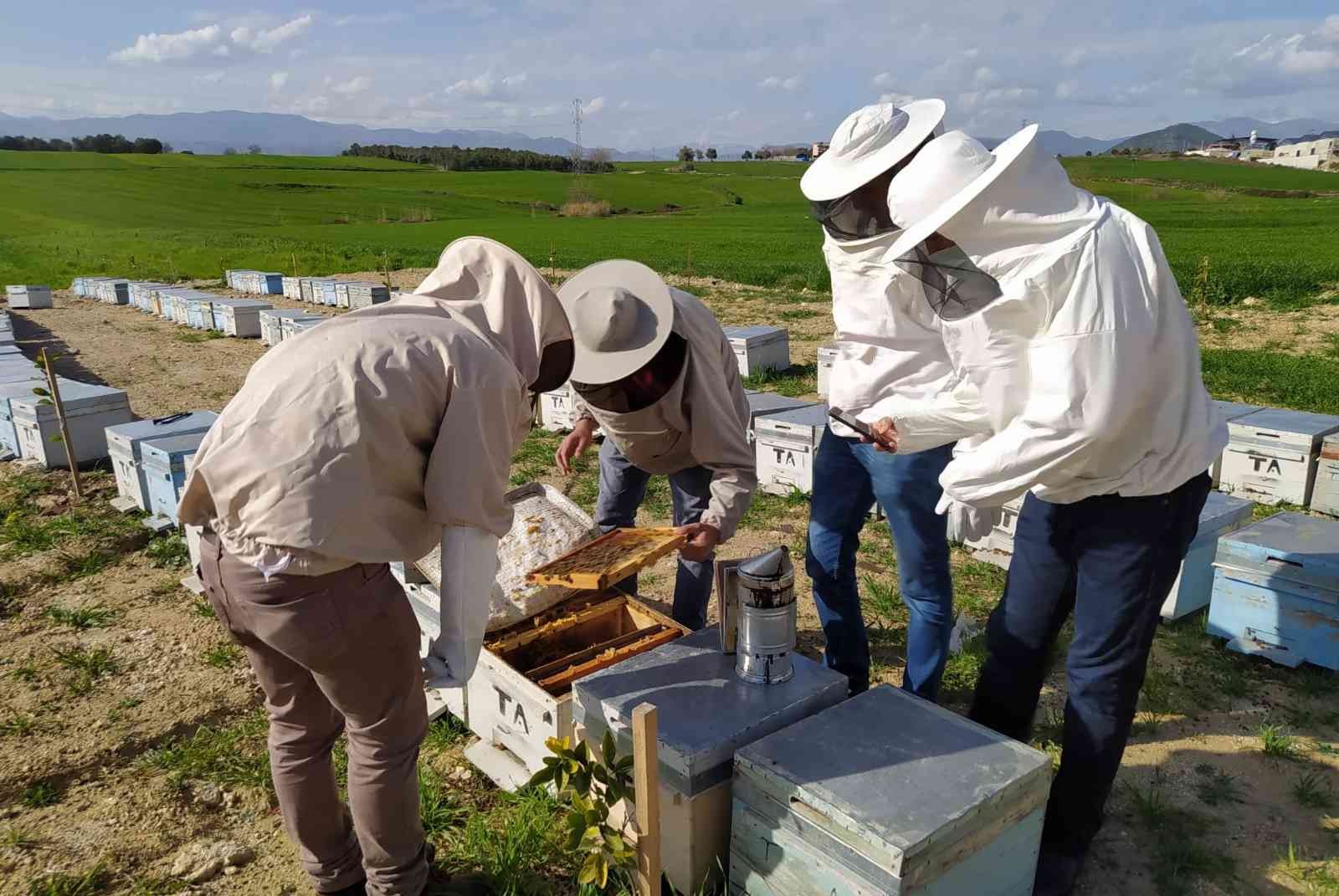 Adana’daki arı ölümleri araştırılıyor