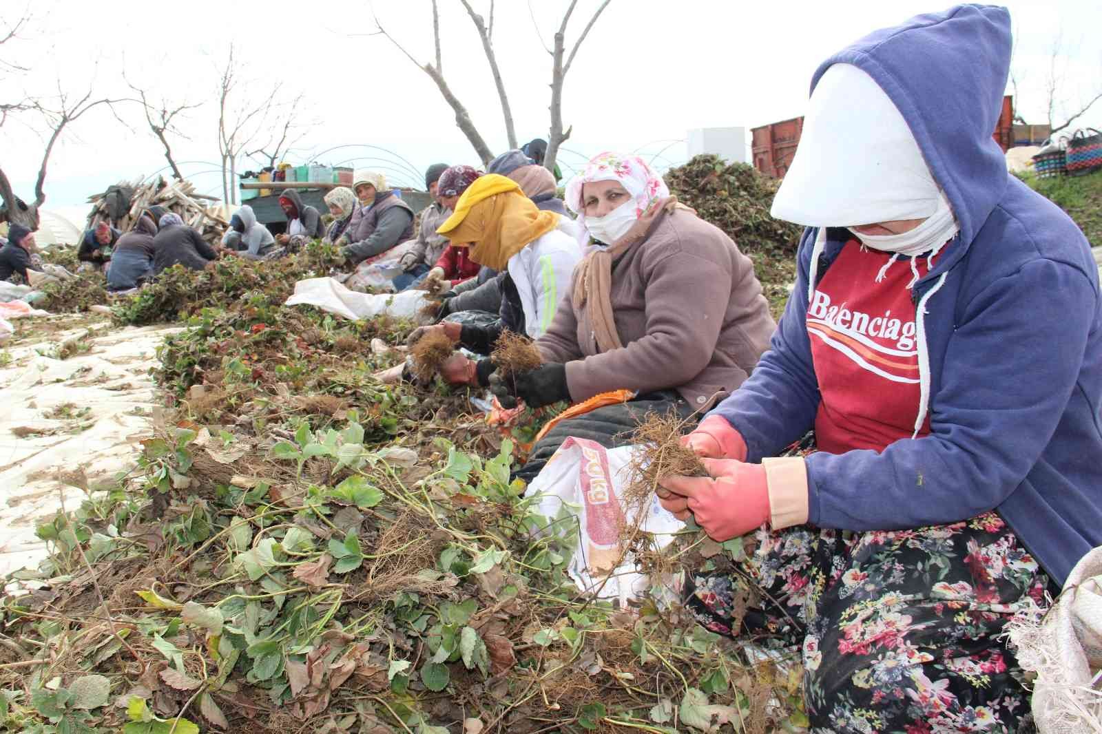 Aydın’da tarım işçileri ödeneği Türkiye ortalamasının altında kaldı #aydin