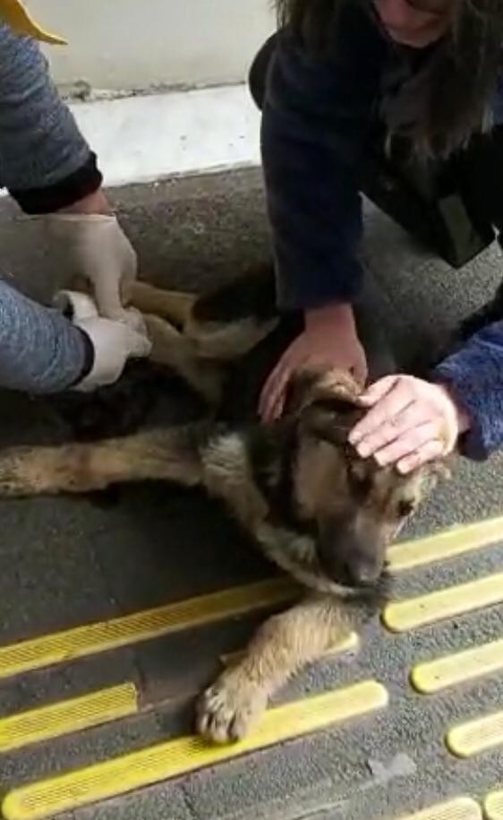 Otomobilin çarptığı sokak köpeği devlet hastanesinde tedavi edildi