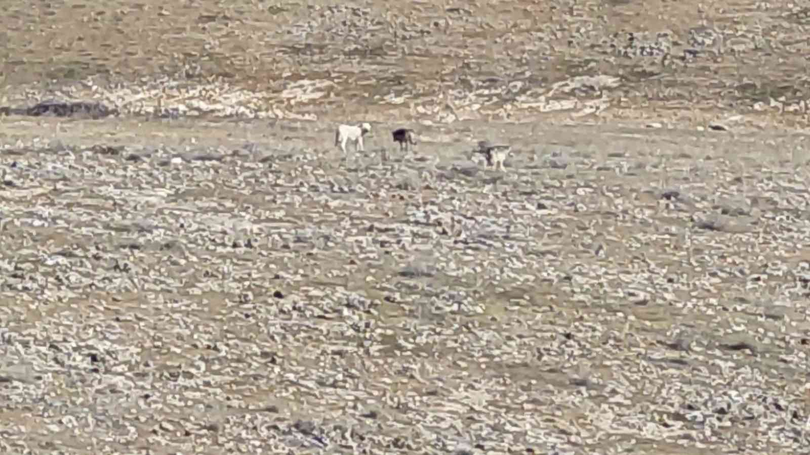 Kurt sürüsünün içerisinde  çoban köpeklerini görenler şaşırdı