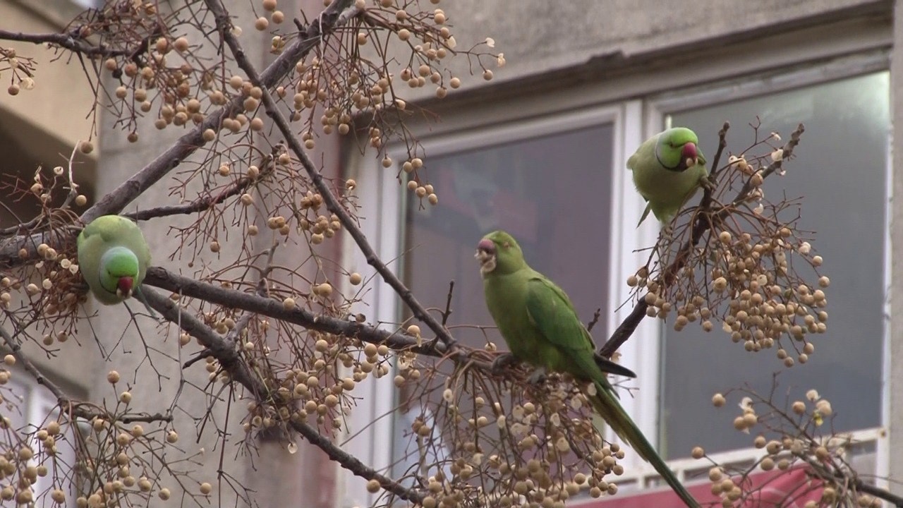 Kadıköy’de yeşil papağan sürüsü renkli görüntüler oluşturdu