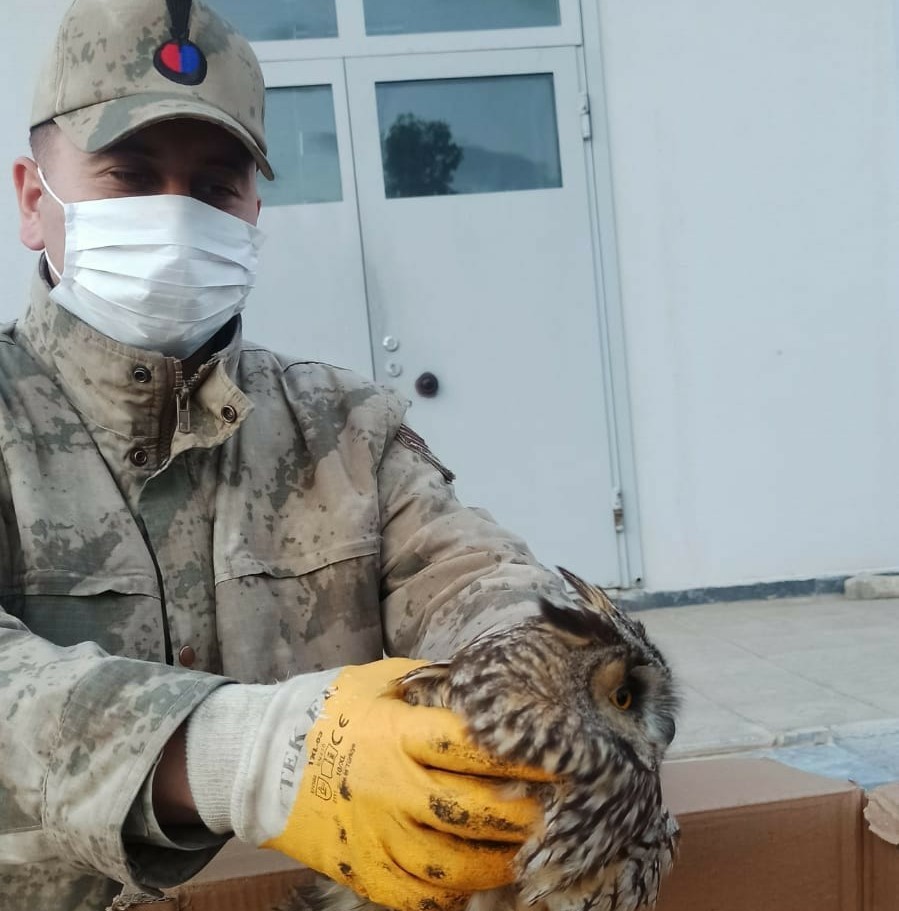 Mardin’de jandarmanın bulduğu yaralı baykuş koruma altına alındı