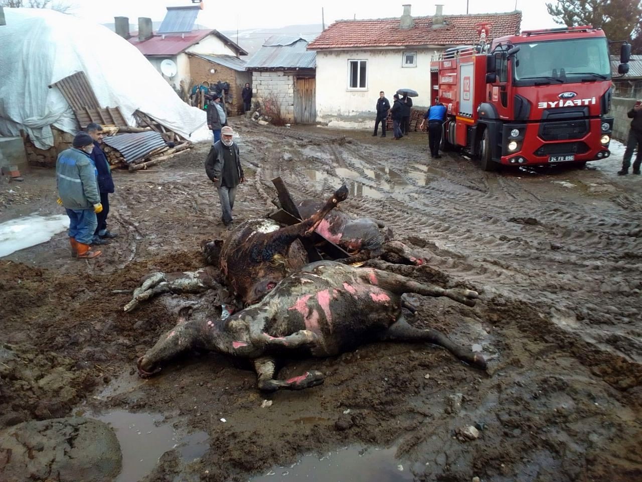Yangında 4 büyükbaş hayvan telef oldu #erzincan