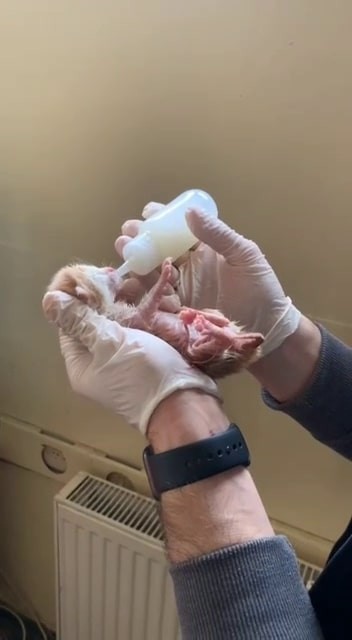 Yeni doğmuş yavru kediye polis şefkati