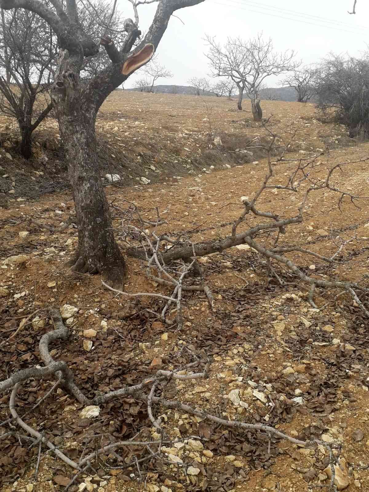 Besni’de kimliği belirsiz şahıslar fıstık ağaçlarına zarar verdi #adiyaman