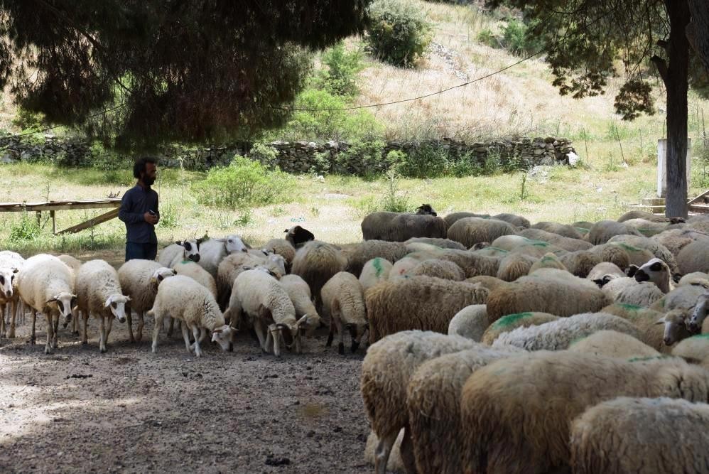 Köşk’te koyun ve keçi desteklemeleri askıya çıktı #aydin