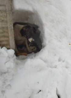 Yavru köpekler ölüme terk edildi #bitlis