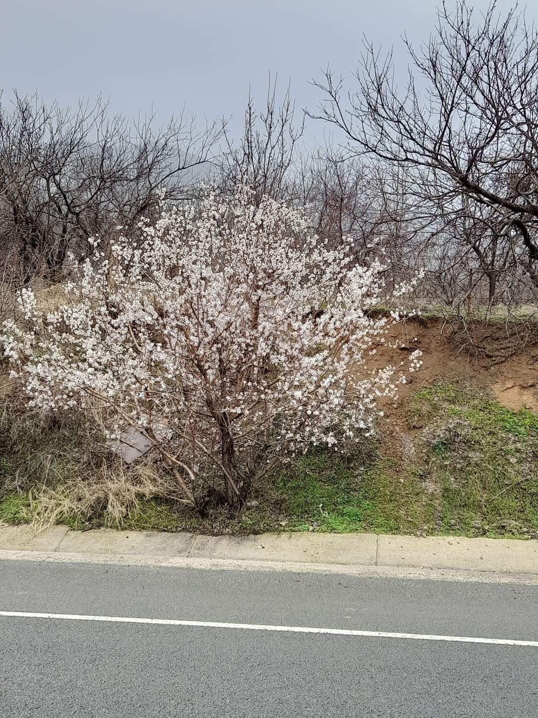 Elazığ’da baharın habercisi bademler çiçek açtı #elazig