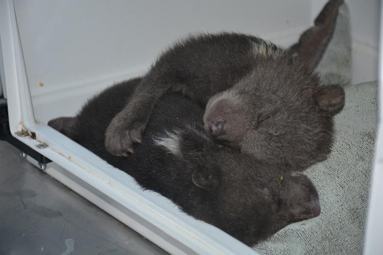 Donmak üzereyken kurtarılan yavru ayılardan biri telef oldu #sinop