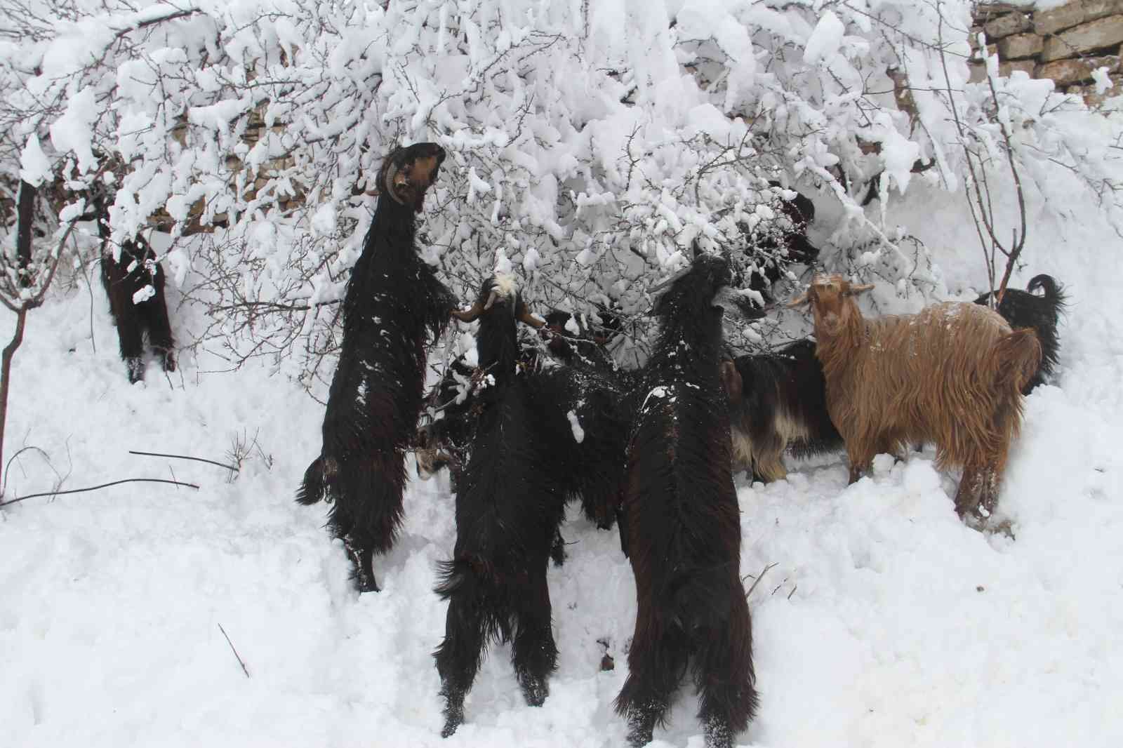 Doğal yaşam alanları karla kaplanan dağ keçileri, ağaç dallarıyla beslendi #konya