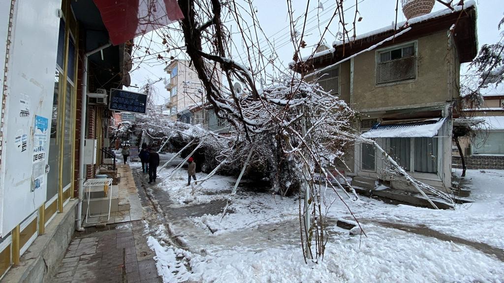 ÖZEL Kar nedeniyle direkleri çöken asma ağacını kökünden kestiler