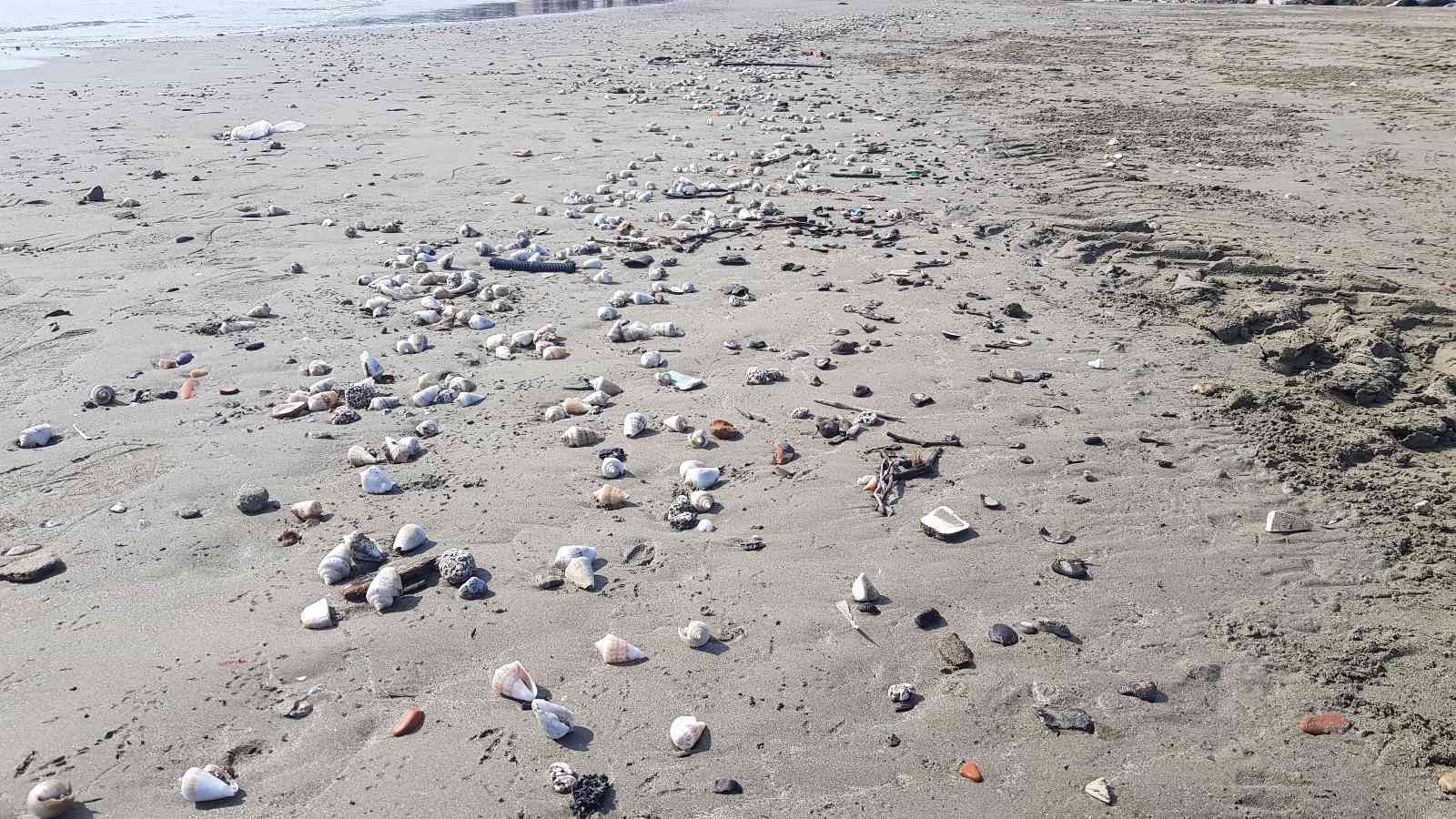 Alanya’da binlerce canlı salyangoz kıyıya vurdu