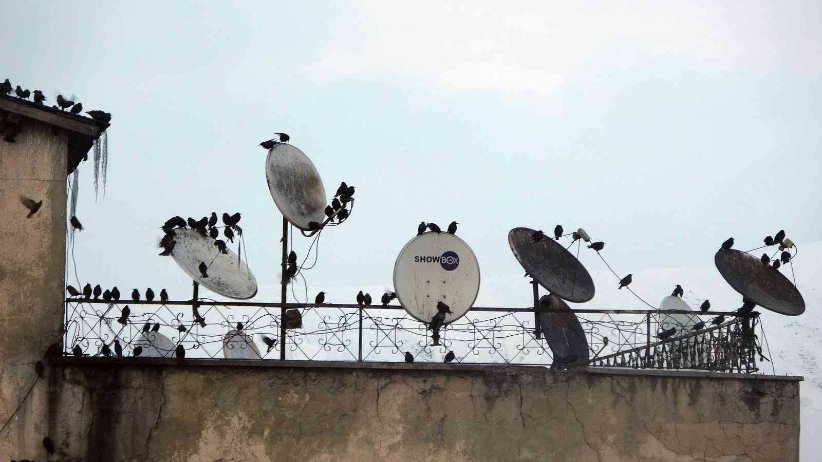 Sığırcık kuşları çatılarda ilginç görüntüler oluşturdu