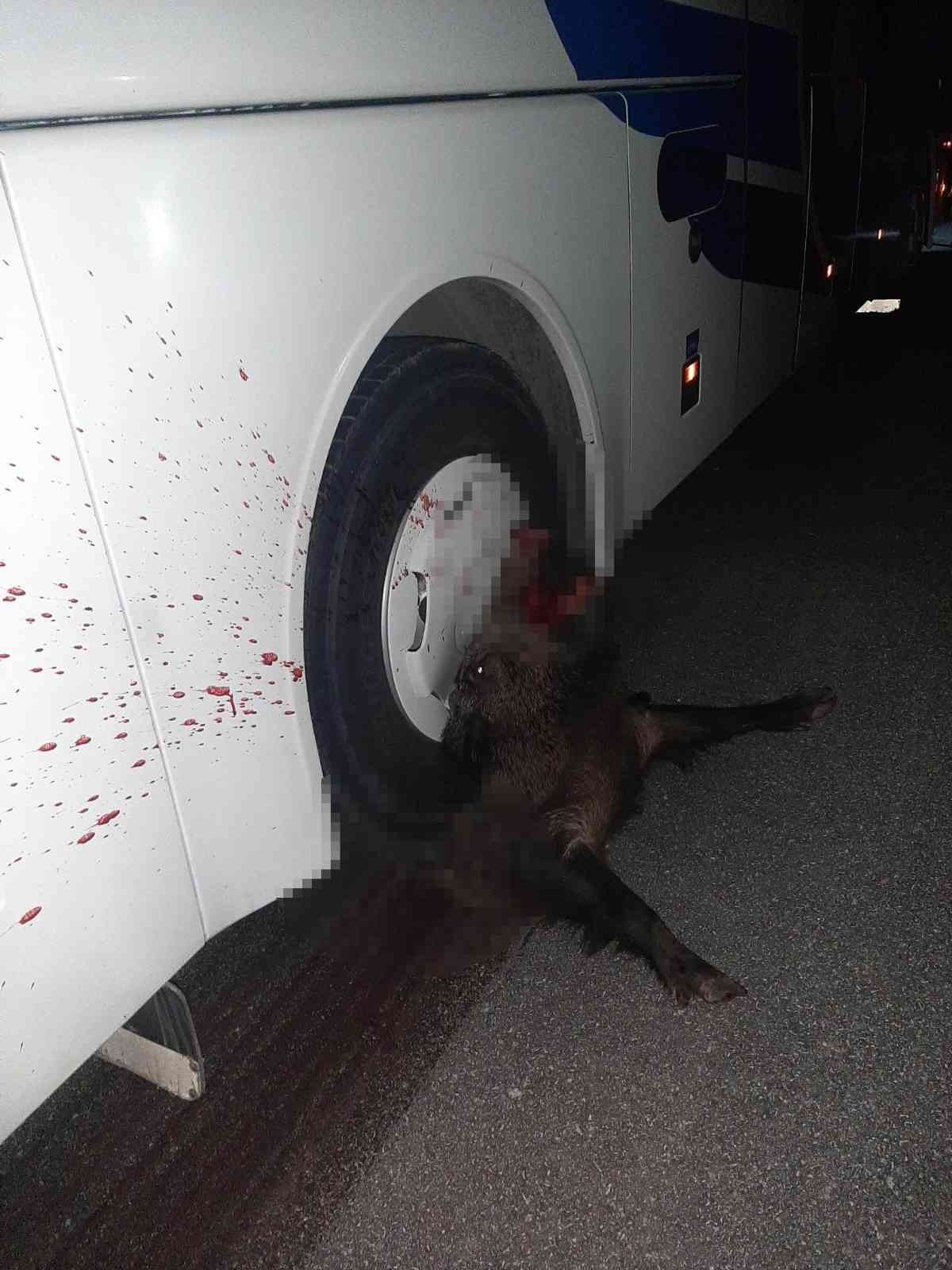 Otobüsün çarptığı domuz, telef oldu #kastamonu