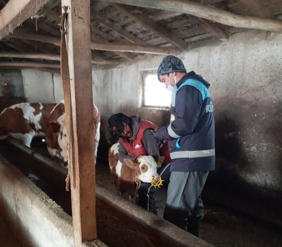 Pazarlar’da büyükbaş hayvanlara şap aşısı yapılıyor #kutahya