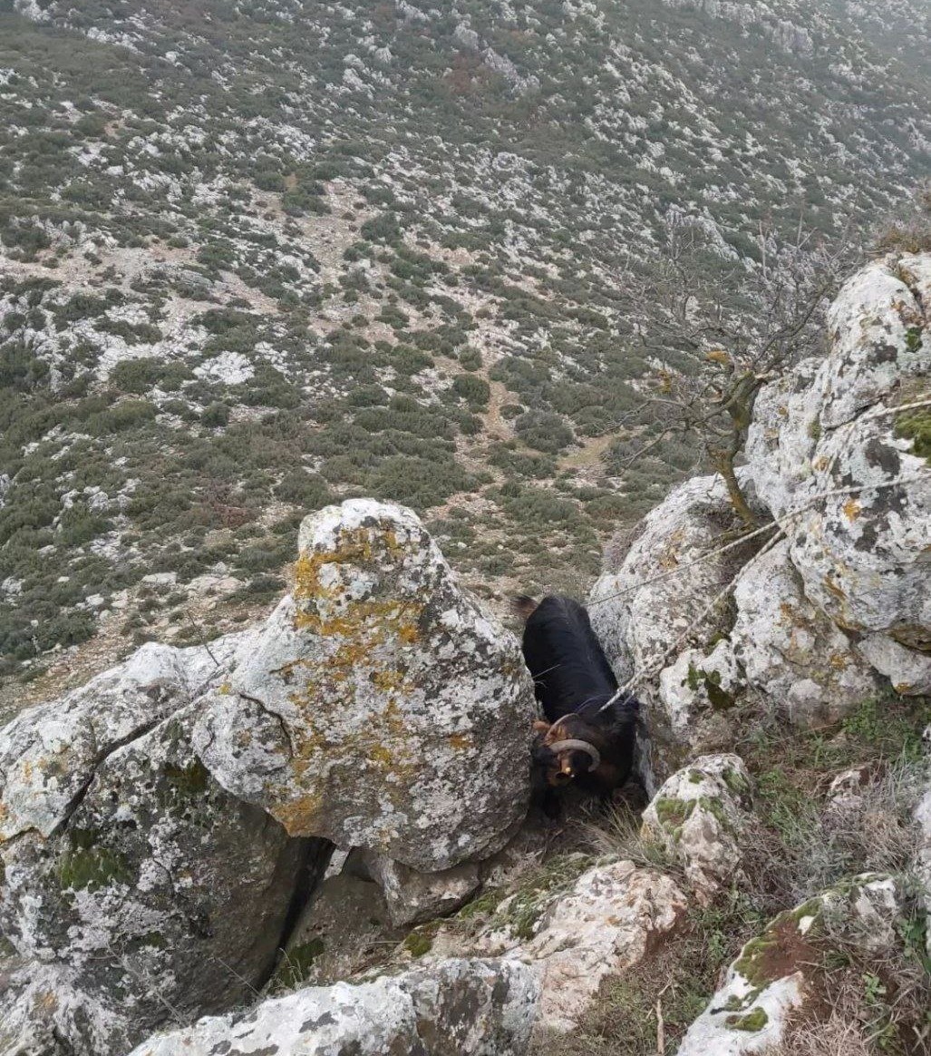 Kayalıklarda mahsur kalan keçi kurtarıldı #burdur