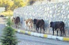 muhalefeti-esir-alan-ahlaki-curume-1784909109112.jpeg