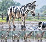 bize-zebra-diye-yutturulan-esekler-1792079110890.jpeg