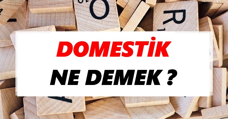 Domestik Ne Demek? TDK’ya Göre Domestik Sözlük Anlamı Nedir?