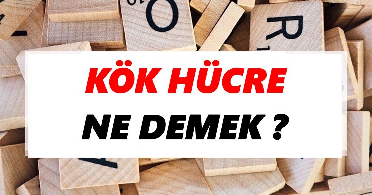 Kök hücre Ne Demek? TDK’ya Göre Kök hücre Sözlük Anlamı Nedir?