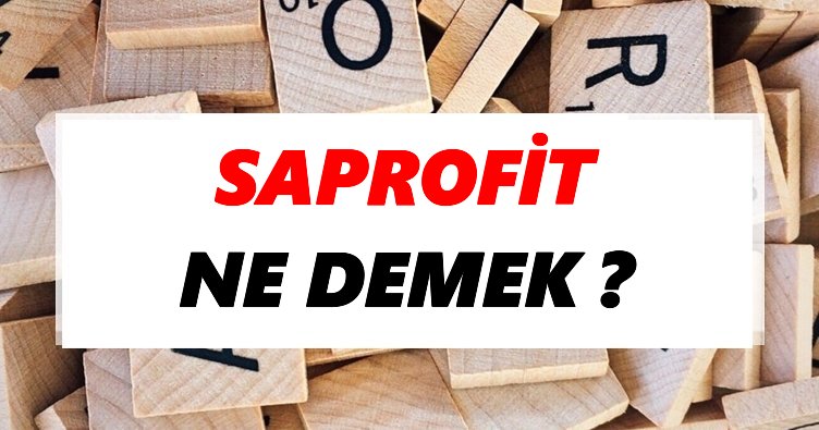 Saprofit Ne Demek? TDK’ya Göre Saprofit Sözlük Anlamı Nedir?