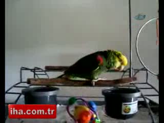 Bu kuş bebek gibi ağlıyor!