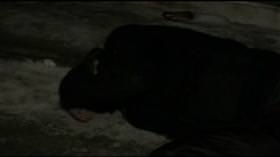 Kırık ayağıyla yarım saat yardım bekledi!