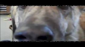 YouTube'daki en komik videolar 4