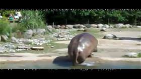 YouTube'daki en komik videolar 5