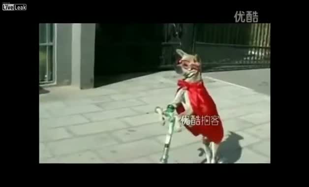 Yetenekli köpek!