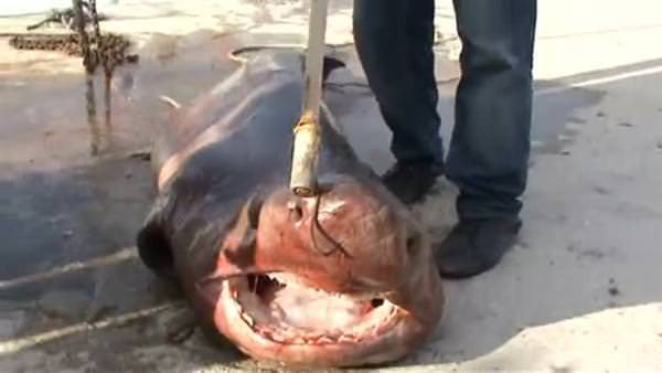 Şarköy'de Jaws paniği