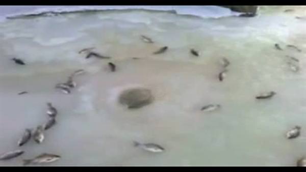 Rusya’da “Balık Fıskiyesi” görüntüleri tıklama rekoru kırıyor