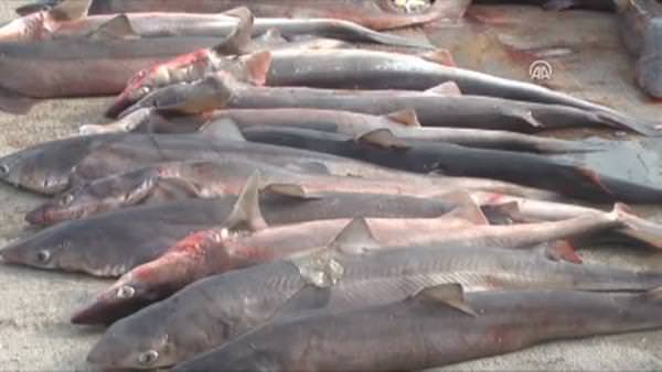 100 köpek balığı yakaladı