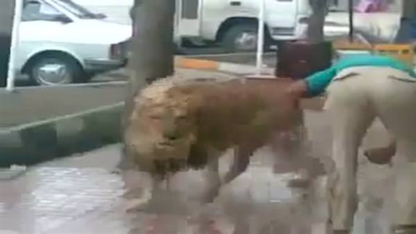 Aslanını sokak ortasında yıkadı!
