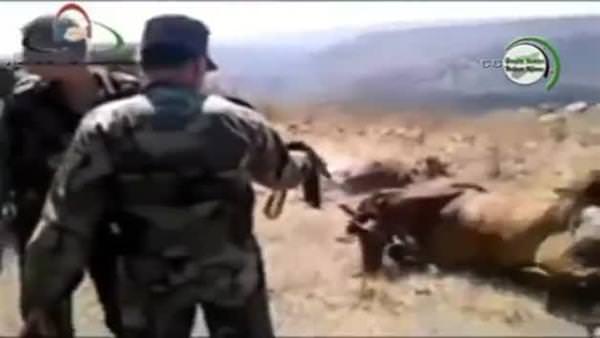 Esad askerleri hayvanları kurşuna dizdi