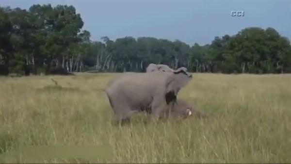 Yavru fil ölen annesinin başında saatlerce bekledi