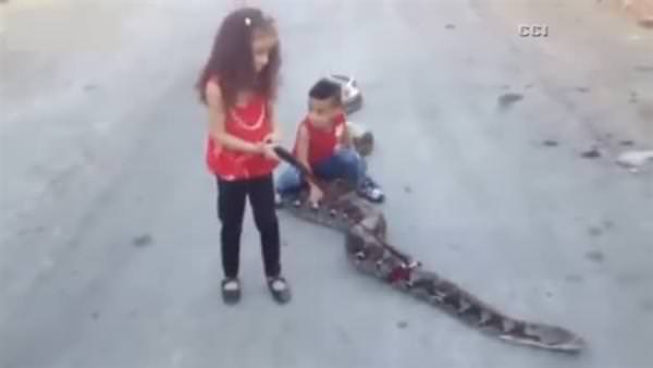 Korkusuz kız ve kardeşi kocaman yılanla böyle oynadı