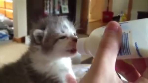 Süt içerken kulaklarını oynatan kedi yavrusu
