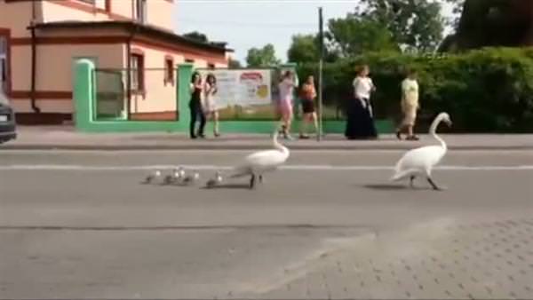 Kuğu ailesi trafiği böyle durdurdu