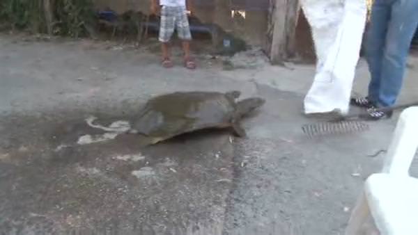 Vatandaşlar sokakta dev kaplumbağa buldu