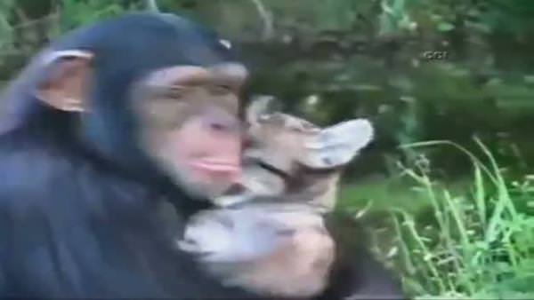 Puma yavrusunu biberonla besleyen şempanze