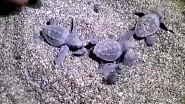 Minik kaplumbağalar yumurtadan çıktı