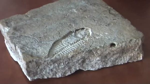 Tarsus’ta taşın üzerinde balık fosili