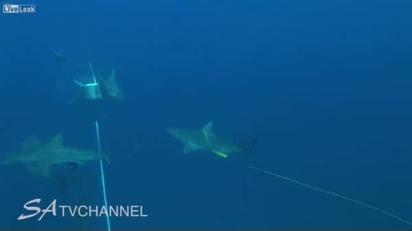 Köpekbalığı saldırısı kamerada