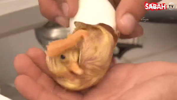 Yumurta içindeki yavru ördek böyle çıktı