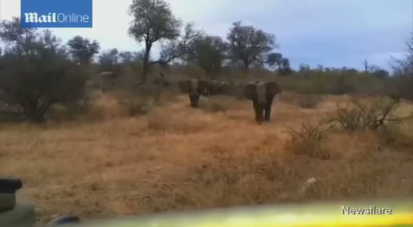 Fil safari aracına saldırdı