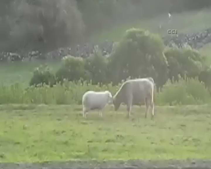 Koyundan boğaya toslama dersi