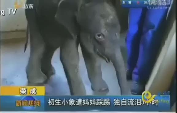 Yavru fil beş saat ağladı